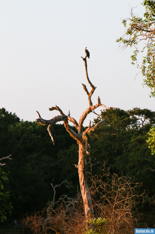 Bird at the top of the tree